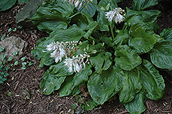 Embroidery Hosta (Hosta 'Embroidery') at Lakeshore Garden Centres