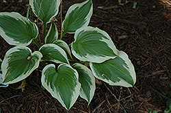 Shazaam Hosta (Hosta 'Shazaam') at Lakeshore Garden Centres