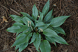Blue Baron Hosta (Hosta 'Blue Baron') at Lakeshore Garden Centres