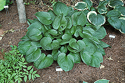 Second Wind Hosta (Hosta 'Second Wind') at Lakeshore Garden Centres