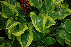 Formal Attire Hosta (Hosta 'Formal Attire') at Lakeshore Garden Centres