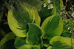 Leola Fraim Hosta (Hosta 'Leola Fraim') at Lakeshore Garden Centres