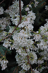 White Fountain Weeping Cherry (Prunus 'White Fountain') at Lakeshore Garden Centres