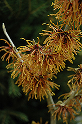 Jelena Witchhazel (Hamamelis x intermedia 'Jelena') at Lakeshore Garden Centres