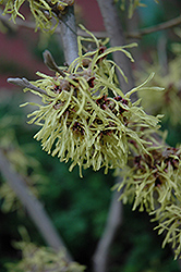 Pallida Witchhazel (Hamamelis mollis 'Pallida') at Lakeshore Garden Centres