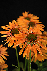 Hot Lava Coneflower (Echinacea 'Hot Lava') at Lakeshore Garden Centres