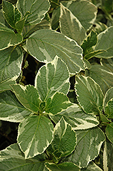 Guilded Gold Hydrangea (Hydrangea macrophylla 'Gugozam') at Lakeshore Garden Centres