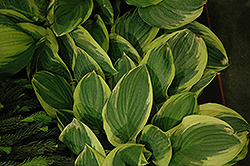 Blazing Saddles Hosta (Hosta 'Blazing Saddles') at Lakeshore Garden Centres