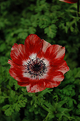 Harmony Scarlet Anemone (Anemone 'Harmony Scarlet') at Lakeshore Garden Centres