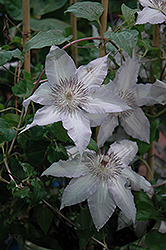 Claire De Lune Clematis (Clematis 'Claire De Lune') at Lakeshore Garden Centres