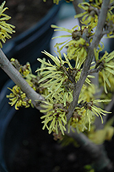 Angelly Witchhazel (Hamamelis x intermedia 'Angelly') at Lakeshore Garden Centres