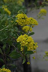 Mountain Gold Aurinia (Aurinia montanum 'Mountain Gold') at Green Thumb Garden Centre