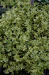 Highland Cream Creeping Thyme (Thymus praecox 'Highland Cream') at Lakeshore Garden Centres
