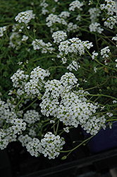 Alpine Cress (Hutchinsia alpina) at Lakeshore Garden Centres