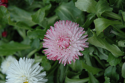 Enorma Pink English Daisy (Bellis perennis 'Enorma Pink') at Lakeshore Garden Centres