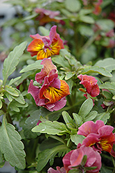 Angel Amber Kiss Pansy (Viola cornuta 'Angel Amber Kiss') at Lakeshore Garden Centres