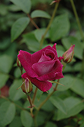 Burgundy Iceberg Rose (Rosa 'Burgundy Iceberg') at Lakeshore Garden Centres