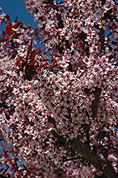 Thundercloud Plum (Prunus cerasifera 'Thundercloud') at Lakeshore Garden Centres