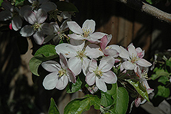 Jonathan Apple (Malus 'Jonathan') at Lakeshore Garden Centres