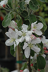 Granny Smith Apple (Malus 'Granny Smith') at Lakeshore Garden Centres