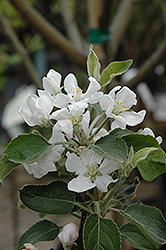 Fuji Apple (Malus 'Fuji') at Lakeshore Garden Centres