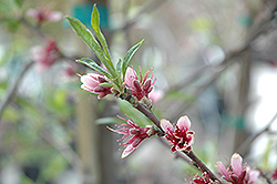 Babcock Peach (Prunus persica 'Babcock') at Lakeshore Garden Centres