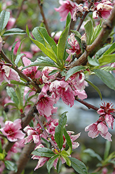 Rio Oso Gem Peach (Prunus persica 'Rio Oso Gem') at Lakeshore Garden Centres