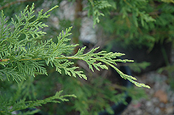 Emerald Isle Leyland Cypress (Cupressocyparis x leylandii 'Moncal') at Lakeshore Garden Centres