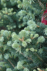 Arizona Rocky Mountain Fir (Abies lasiocarpa 'Arizonica') at Lakeshore Garden Centres
