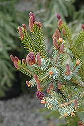 Alcock's Spruce (Picea alcoquiana) at Lakeshore Garden Centres