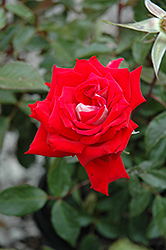 Fire n Ice Rose (Rosa 'Fire n Ice') at Lakeshore Garden Centres