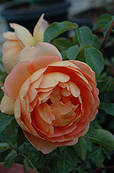 Pat Austin Rose (Rosa 'Pat Austin') at Lakeshore Garden Centres