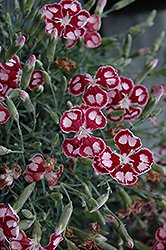 Spangled Star Pinks (Dianthus 'Spangled Star') at Lakeshore Garden Centres