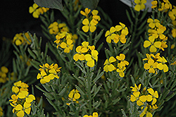 Precious Gold Wallflower (Erysimum 'Precious Gold') at Lakeshore Garden Centres