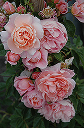 Colette Rose (Rosa 'Meiroupis') at A Very Successful Garden Center