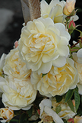 Lunar Mist Rose (Rosa 'Meijacolet') at Lakeshore Garden Centres