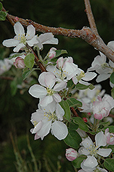 Pink Lady Apple (Malus 'Pink Lady') at Lakeshore Garden Centres