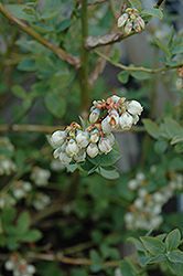 Jubilee Blueberry (Vaccinium corymbosum 'Jubilee') at Lakeshore Garden Centres