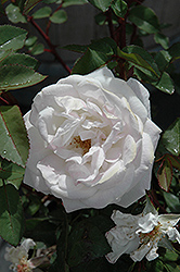 Milwaukee's Calatrava Rose (Rosa 'Radfragwhite') at Lakeshore Garden Centres