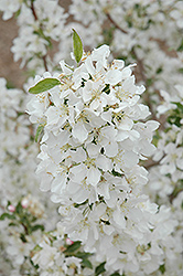 David Flowering Crab (Malus 'David') at Lakeshore Garden Centres