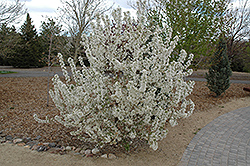 David Flowering Crab (Malus 'David') at Lakeshore Garden Centres