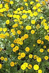 Double Meadow Buttercup (Ranunculus acris 'Flore Pleno') at Lakeshore Garden Centres