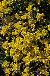 Basket Of Gold Alyssum (Aurinia saxatilis) at Lakeshore Garden Centres