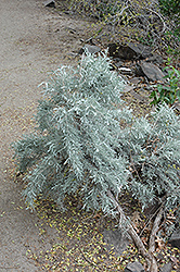 Big Sagebrush (Artemisia tridentata) at Lakeshore Garden Centres