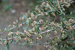 Mountain Mahogany (Cercocarpus ledifolius) at Lakeshore Garden Centres