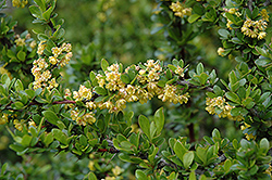 Sparkle Japanese Barberry (Berberis thunbergii 'Sparkle') at Lakeshore Garden Centres