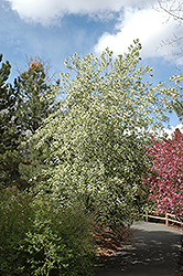 Mayday (Prunus padus) at Golden Acre Home & Garden