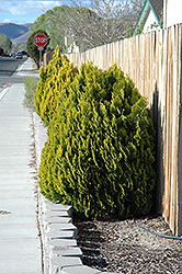 Berkman's Gold Arborvitae (Thuja orientalis 'Berkman's Gold') at Lakeshore Garden Centres