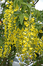 Scotch Laburnum (Laburnum x watereri) at Lakeshore Garden Centres