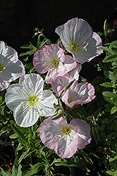 Mexican Evening Primrose (Oenothera berlandieri) at Lakeshore Garden Centres
